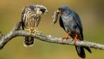 Gezocht koppel rootpootvalken, Dieren en Toebehoren, Vogels | Overige Vogels, Meerdere dieren, Roofvogel, Geringd
