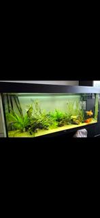 Juwel aquarium 120cm met kast en buiten pomp, Dieren en Toebehoren, Ophalen, Leeg aquarium