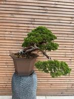 Bonsai Juniperus Kishu (ruilen ook mogelijk), Tuin en Terras, Bloeit niet, Overige soorten, Minder dan 100 cm, Ophalen