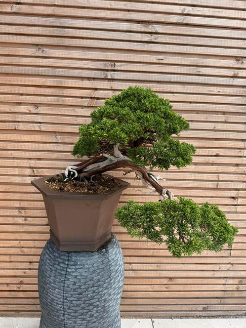Bonsai Juniperus Kishu (ruilen ook mogelijk), Tuin en Terras, Planten | Bomen, Overige soorten, Minder dan 100 cm, Volle zon, Bloeit niet