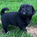 Reutje/teefje pekingees pup zoekt een lief baasje., Dieren en Toebehoren, Reu, 8 tot 15 weken, CDV (hondenziekte), Eén hond