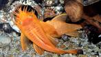 L144 bleu eye kweek trio, Vis, Zoetwatervis