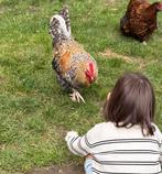 Heel vriendelijk haan, absoluut nooit agressief, Dieren en Toebehoren, Pluimvee, Mannelijk, Kip