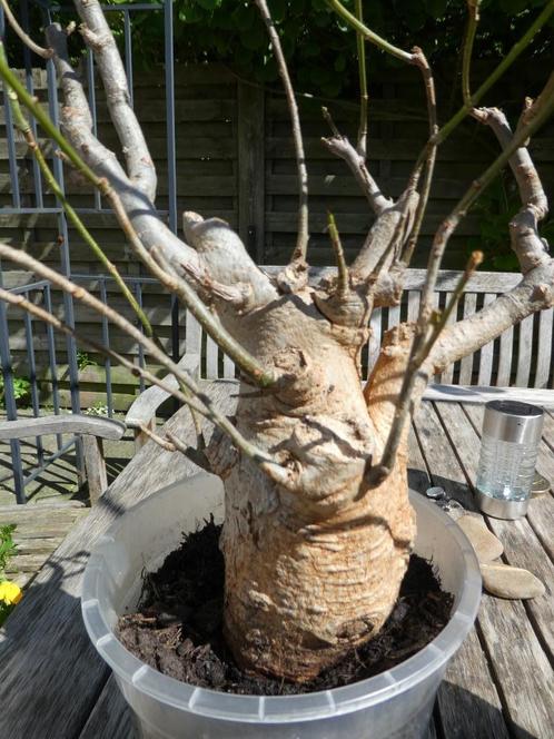2 baobab bomen, 8 a 9 jaar oud!, Huis en Inrichting, Kamerplanten, Overige soorten, Minder dan 100 cm, Groene kamerplant, Volle zon