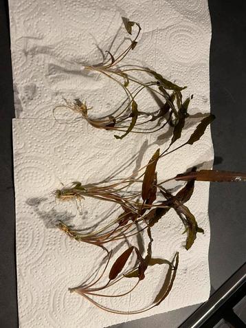 *** Stekjes voor in uw Aquaria *** beschikbaar voor biedingen
