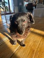 Hickie - een klein hondje met een groot hart, Dieren en Toebehoren, Honden | Niet-rashonden, 6 jaar of ouder, Particulier, Reu