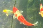 Mooie grote Kohaku, Dieren en Toebehoren, Vissen | Vijvervissen, Karper of Koi