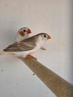 Diverse gekleurde zebravinken, Dieren en Toebehoren, Vogels | Overige Vogels, Meerdere dieren