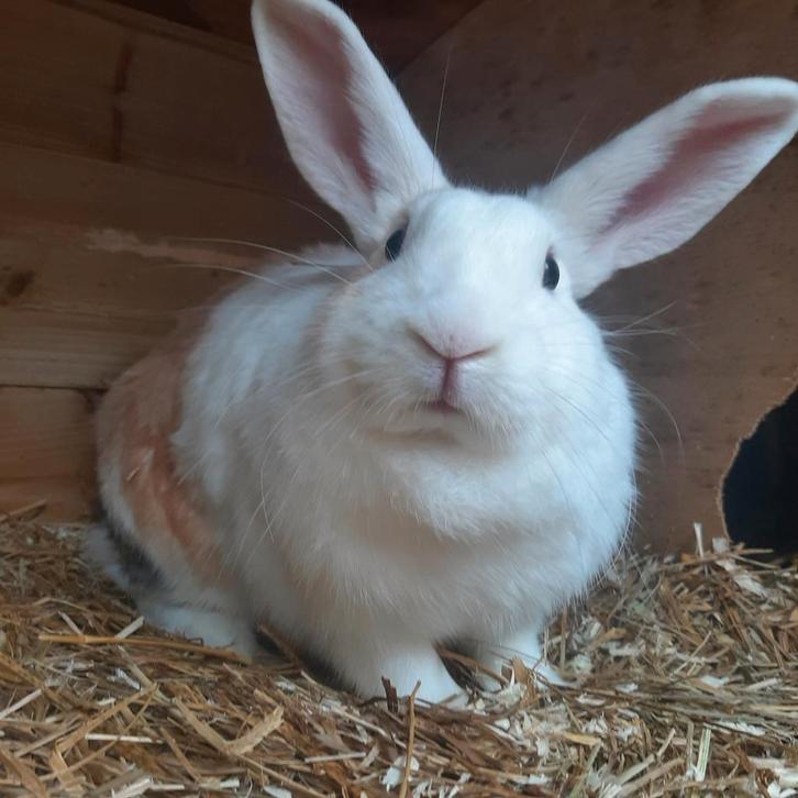 Mooi nieuwschierig konijn te koop!, Dieren en Toebehoren, Konijnen, Middelgroot, Vrouwelijk, 0 tot 2 jaar