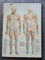 VINTAGE ANATOMISCHE MUUR ATLAS MURAL DU CORPS HUMAIN (1950), Boeken, Gelezen, Biologie, Overige niveaus, Ophalen of Verzenden