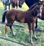 Mooi hengstveulen (zelfde combinatie als Dourkhan Hero Z!), Dieren en Toebehoren, Paarden, Hengst, Springpaard, Met stamboom, 0 tot 2 jaar