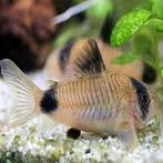 Pantser meervallen Corydoras, Dieren en Toebehoren, Vis, Zoetwatervis