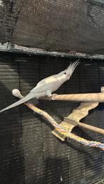 Valkparkiet albino (Moet weg), Mannelijk, Parkiet, Tam