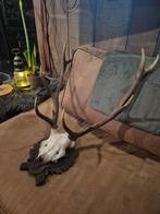 Hertengewei Edelhert schedel jachttrofee, Ophalen, Hert, Schedel