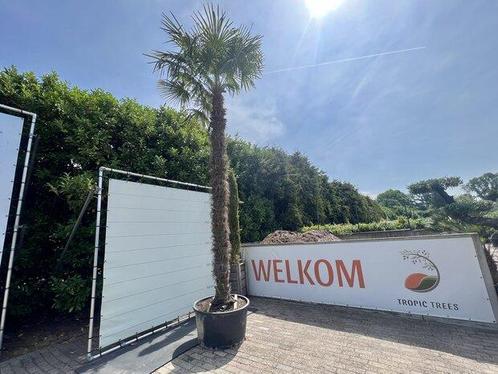Palmboom - Trachycarpus Fortunei - Stamhoogte 400 cm, Tuin en Terras, Planten | Bomen, Palmboom, 250 tot 400 cm, Volle zon, Zomer