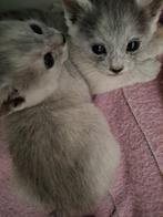 Transylvanian kittens, Dieren en Toebehoren, Katten en Kittens | Raskatten | Korthaar, Meerdere dieren, Gechipt, 0 tot 2 jaar