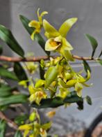 Orchidee Dendrobium Catenatum in hangpot p15 (6), Huis en Inrichting, Ophalen of Verzenden, Overige soorten, Minder dan 100 cm
