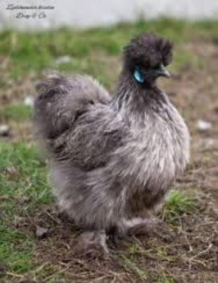 Zijdehoen Zilverpatrijs., Dieren en Toebehoren, Pluimvee, Kip, Vrouwelijk