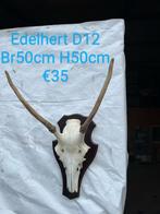 Diverse schedels en gewei te koop - In zeer goede conditie, Verzenden, Zo goed als nieuw, Hert, Beeldje of Figuurtje