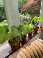 Kamerlinde stekjes, Overige soorten, In pot, Minder dan 100 cm, Groene kamerplant