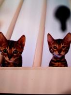 Hoi allemaal! Wij hebben 4 mooi kittens, toe koop, 0 tot 2 jaar