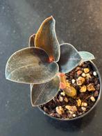 Jewel orchid Ludisia discolor var. nigrescens, Huis en Inrichting, Kamerplanten, Ophalen of Verzenden, Halfschaduw, Minder dan 100 cm