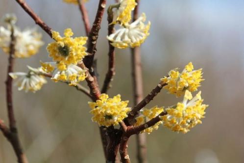 Edgeworthia chrysantha 'Winter Liebe' GEURT HEERLIJK, Tuin en Terras, Planten | Tuinplanten, Vaste plant, Overige soorten, Halfschaduw