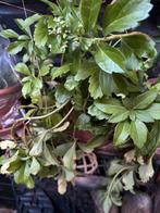 Pachysandra stekjes, Tuin en Terras, Bodembedekkers, Volle zon, Vaste plant, Ophalen of Verzenden