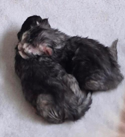 MC kittens, zie adv. En MC poes 7, MC kruising kater 2, Dieren en Toebehoren, Katten en Kittens | Raskatten | Langhaar, Meerdere dieren