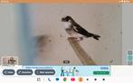 Japansemeeuwtjes per koppel japansemeeuwen tropische vogels, Meerdere dieren, Tropenvogel, Geringd