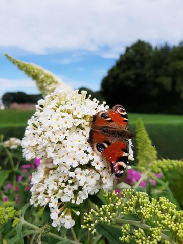 Tuinplanten op bestelling. beschikbaar voor biedingen