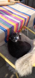 Katten oppas in Sneek aangeboden 🐱🐈, Dieren en Toebehoren, Katten en Kittens | Overige Katten