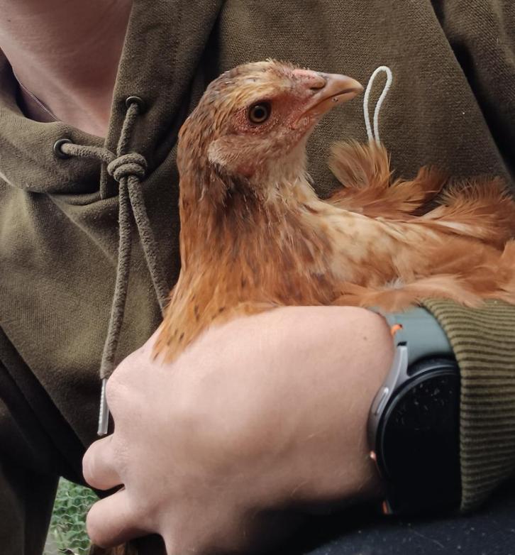 Uitlaatservice & dierenoppas aangeboden bij u thuis, Dieren en Toebehoren, Overige Dieren, Meerdere dieren, Maart