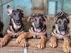 Elite German Shepherds / Duitse Herder - Located in Bulgaria, Dieren en Toebehoren, Fokker | Hobbymatig, 8 tot 15 weken, Buitenland