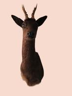 opgezette zwarte ree bok hert taxidermie, Verzamelen, Ophalen, Zo goed als nieuw, Hert, Opgezet dier