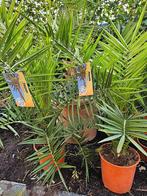 phoenix canariensis palmbomen nog maar 2 stuks  op is Op, Tuin en Terras, Planten | Tuinplanten, Zomer, Ophalen of Verzenden, Overige soorten
