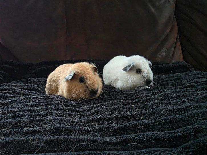 lieve jonge california cavia's: creme en wit (zwart neusje), Dieren en Toebehoren, Knaagdieren, Meerdere dieren, Cavia, November