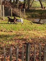 2 geiten., Vrouwelijk, Geit