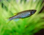 luipaard danio vissen, Dieren en Toebehoren, Vissen | Aquariumvissen, Vis