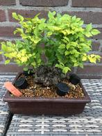 Ulmus hollandica 'Goudiep' Shohin Bonsai, In pot, Bloeit niet, Halfschaduw, Minder dan 100 cm