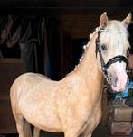 Toekomstige sport/kinderpony, Dieren en Toebehoren, Pony's, Ruin, 3 tot 6 jaar
