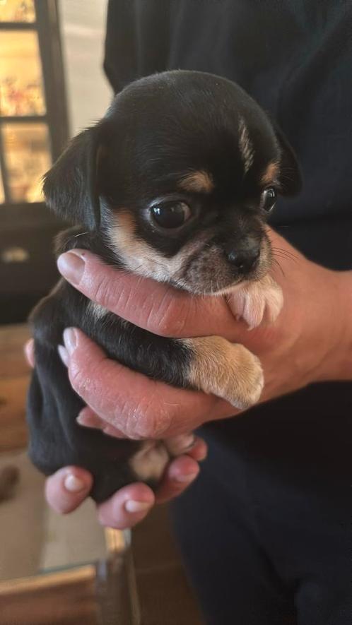 Raszuivere chihuahua pups kleinblijvend nog een teefje, Dieren en Toebehoren, Honden | Chihuahua's en Gezelschapshonden, Meerdere dieren