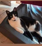 Ter adoptie MISHO ️♂️, Dieren en Toebehoren