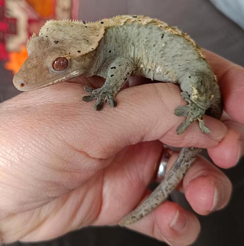 Wimpergekko man black-line, Dieren en Toebehoren, Reptielen en Amfibieën, Hagedis, 0 tot 2 jaar