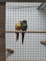 Pyrrhura kweekkoppel, Dieren en Toebehoren, Vogels | Parkieten en Papegaaien, Meerdere dieren, Parkiet, Geringd