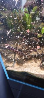 Julidochromis marlieri tanganyika cichliden 1 man 2 vrouwen, Dieren en Toebehoren, Vissen | Aquariumvissen, Vis