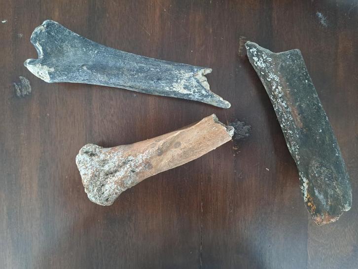 15 botfragmenten oertijd. Mammoet, oerpaard, neushoorn, Verzamelen, Mineralen en Fossielen, Ophalen of Verzenden