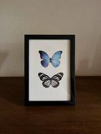 Vlinder Print in fotolijst, Ophalen of Verzenden, Zo goed als nieuw