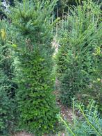 Hele mooie kwalteit taxus 150-175-200-225 cm ,eigen kwekerij, Ophalen, Laurier