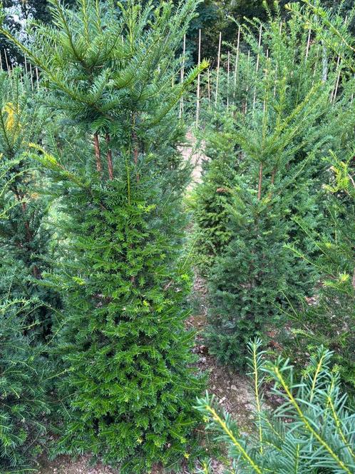 Hele mooie kwalteit taxus 150-175-200-225 cm ,eigen kwekerij, Tuin en Terras, Planten | Struiken en Hagen, Laurier, Ophalen